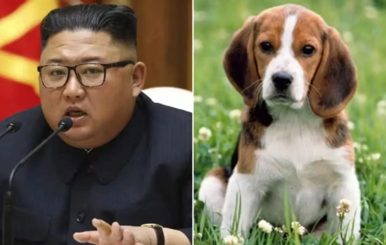 Kim Jong-un ordonne aux Nord-Coréens de « transformer leurs chiens en soupe »