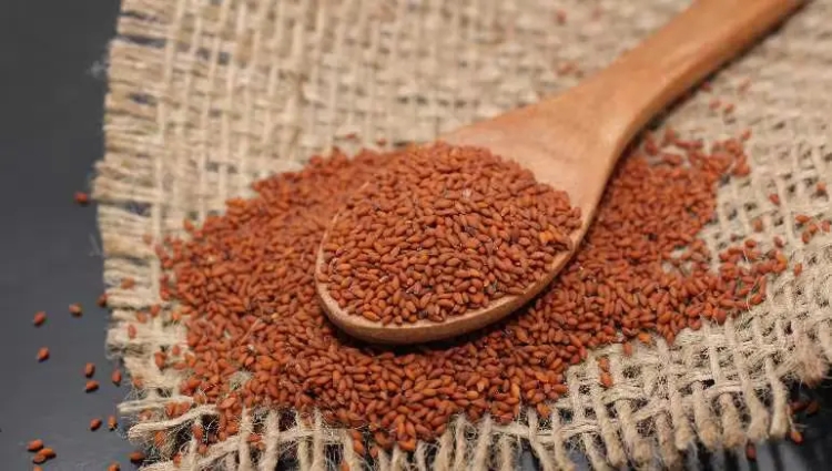 Halon Seeds Price in Pakistan: A Comprehensive Guide to Understanding Costs and Value